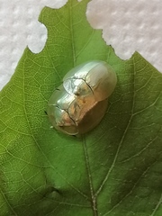 Aspidimorpha officiosa