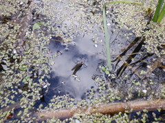 Siphlonurus lacustris