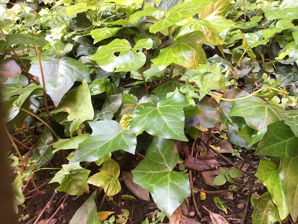 English Ivy
