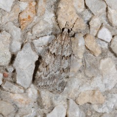 Scoparia subfusca
