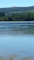 Chloephaga poliocephala