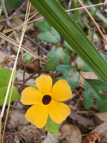 Thunbergia alata image
