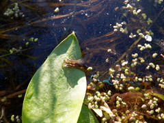 Siphlonurus lacustris