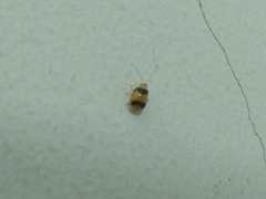 Monolepta bifasciata