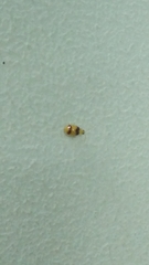 Monolepta bifasciata