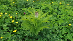 Pedicularis panjutinii