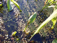 Siphlonurus lacustris