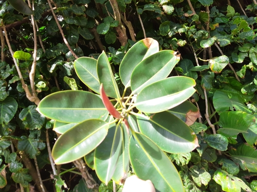 Ficus elastica observed 2022-01-27