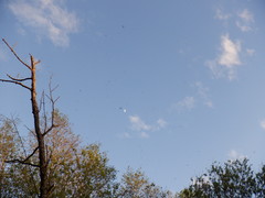 Siphlonurus lacustris