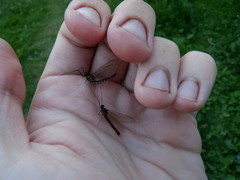 Siphlonurus lacustris