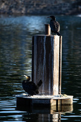 Phalacrocorax carbo