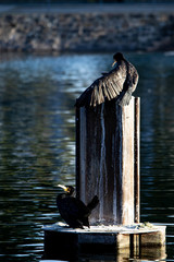 Phalacrocorax carbo
