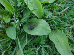 Siphlonurus lacustris