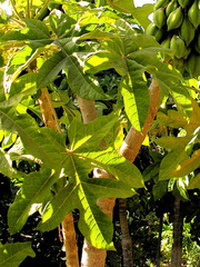 Vasconcellea pubescens