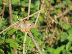 Anartia jatrophae