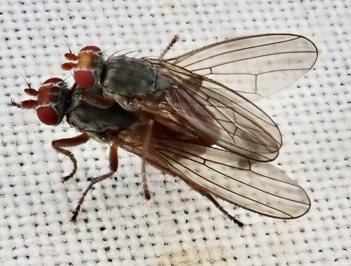 Neoleria propinqua