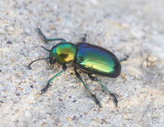 Chrysochares asiaticus