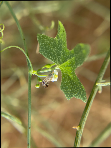 iNaturalist observation photo of Euarestoides acutangulus