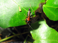 Cranistus colliurides