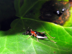 Cranistus colliurides