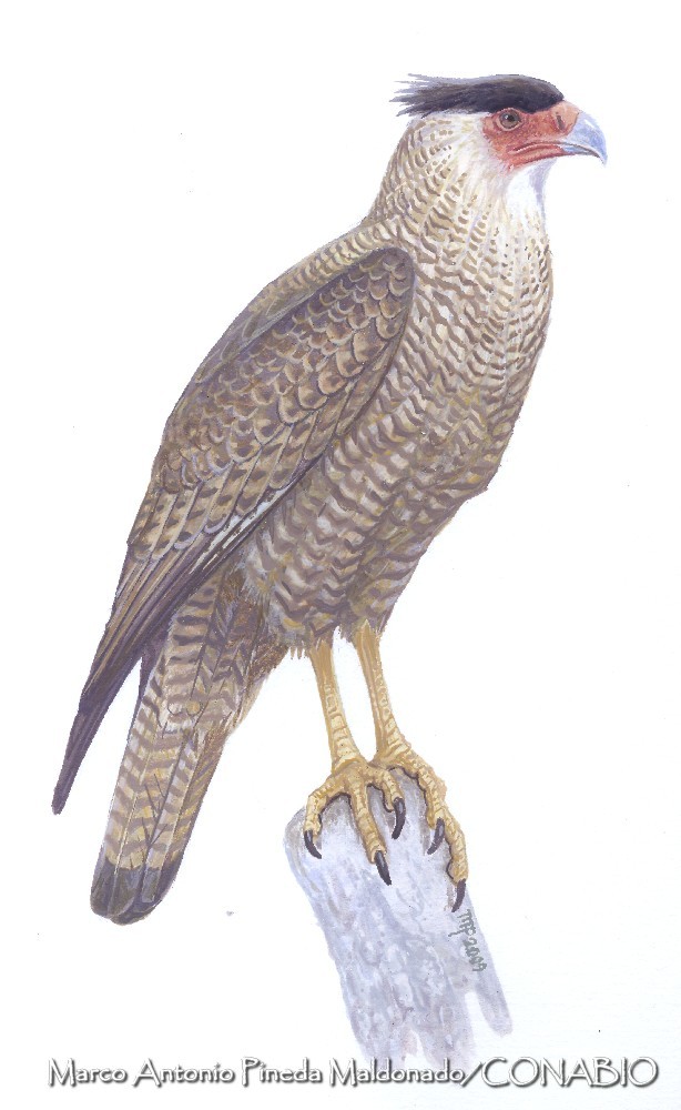 Guadalupe Caracara illustration