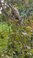 Didelphis aurita