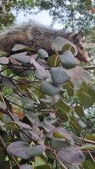 Didelphis aurita