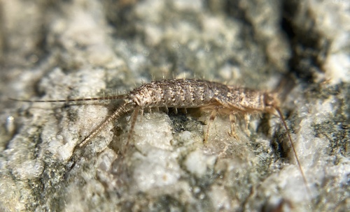 iNaturalist observation photo of Typical Silverfishes
