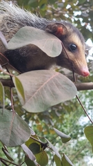 Didelphis aurita