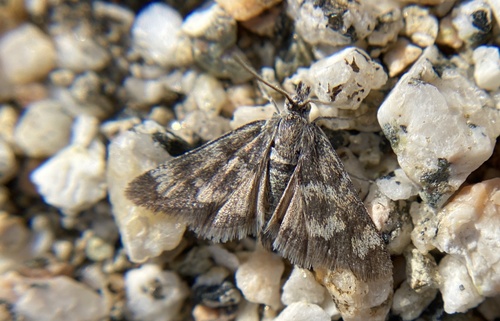 iNaturalist observation photo of Chrismania pictipennalis
