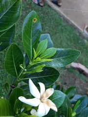 Gardenia brighamii