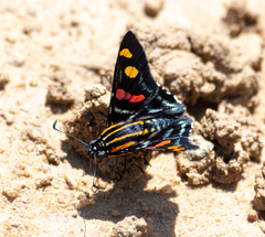 Mimoniades versicolor