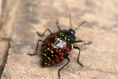 Erotylus incomparabilis