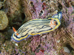 Hypselodoris maritima