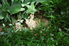 Sylvilagus floridanus