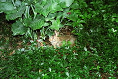 Sylvilagus floridanus