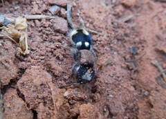 Ronisia barbarula