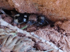 Ronisia barbarula