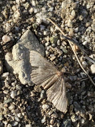 iNaturalist observation photo of Geometer Moths