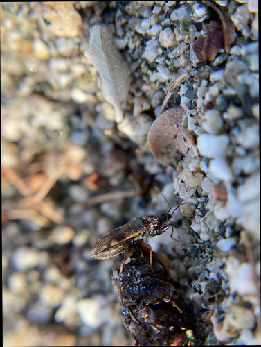 iNaturalist observation photo of Dirt-colored Seed Bugs