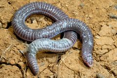 Blanus strauchi strauchi