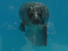 Trichechus inunguis