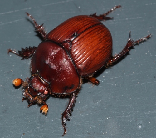 Bolbaffer tenuelimbatus