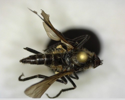 iNaturalist observation photo of Rhamphomyia