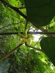 Macropharynx peltata