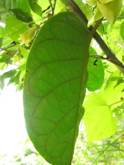 Macropharynx peltata