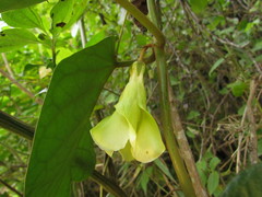 Macropharynx peltata