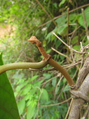 Macropharynx peltata
