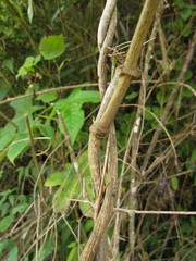 Macropharynx peltata