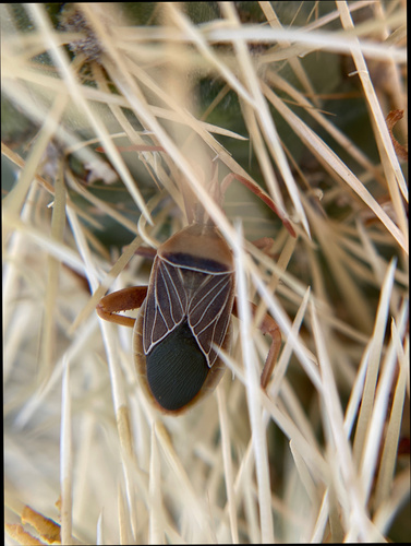 iNaturalist observation photo of Cactus Coreid Bug